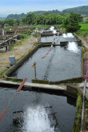 生駒水産の養殖池